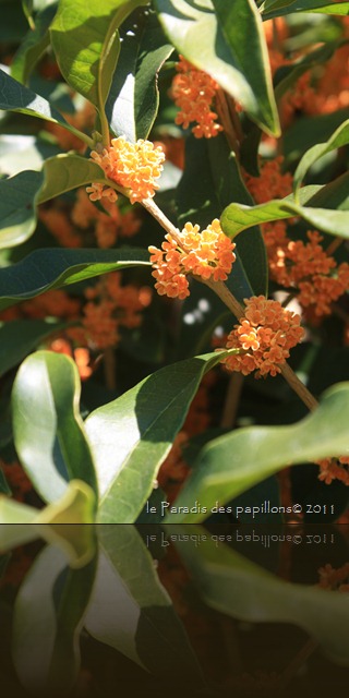 IMG_7366 IMG_7366