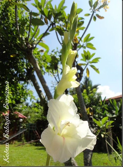 White Gladioli