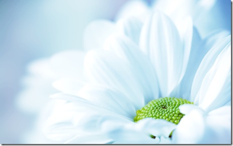 flori-macro-desktop flori-macro-desktop