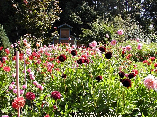 [dahlia200514.jpg]
