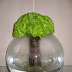compact hand tied - gold fish bowl.jpg