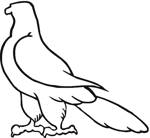 Halcon peregrino dibujo para colorear - Imagui Halcon peregrino dibujo para colorear - Imagui