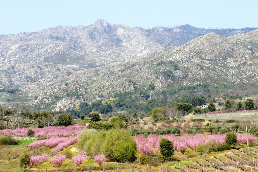 [Portugal%2520-primavera%2520na%2520gardunha%2520-%2520Gl%25C3%25B3ria%2520Ishizaka%255B6%255D.jpg]