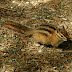 Townsends.chipmunk.dscn3479