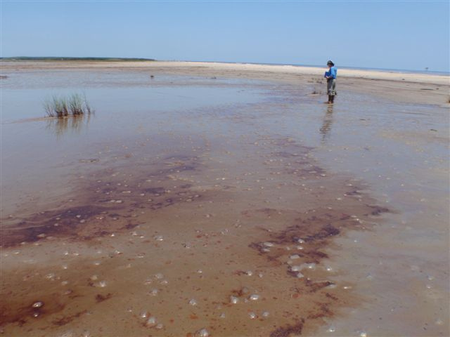 A Louisiana Department of Environmental Quality staff member assessing oil spill damage from the BP Deepwater Horizon spill to the state's South Pass beach on Monday, 17 May 2010. Isaac could churn up oil that remains buried in sediment. Photo: lagohsep / flickr