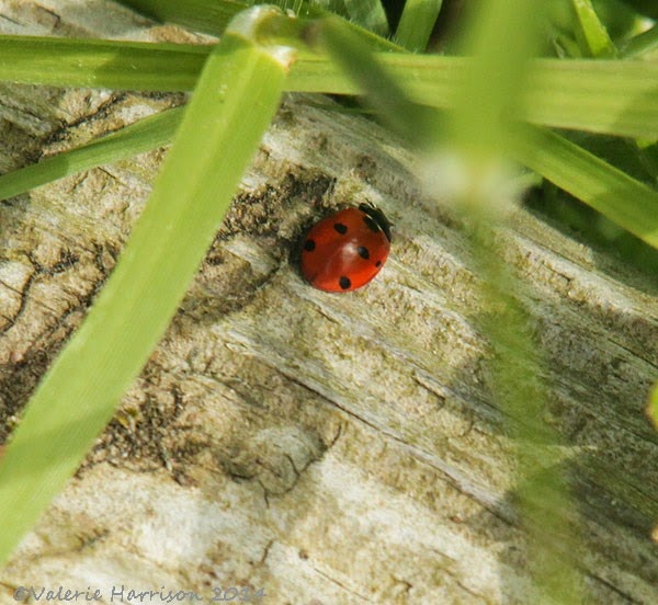 [26-7-spot-ladybird%255B2%255D.jpg]