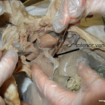 fetal_pig_vena_cava_02.JPG