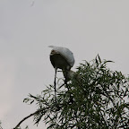 IMG_6663.JPG