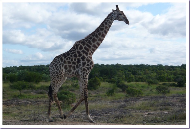 Hoedspruit-África-do-Sul-Safari-Game-Drives-Girafa Hoedspruit-África-do-Sul-Safari-Game-Drives-Girafa