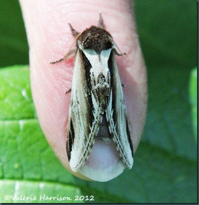 45 lesser-swallow-prominent-2
