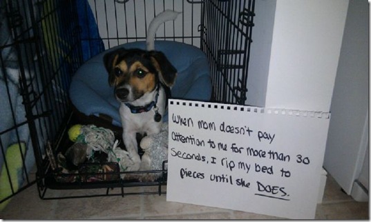 dog-shaming-bad-9