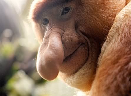 Show-102-ProbiscusMonkey.jpg