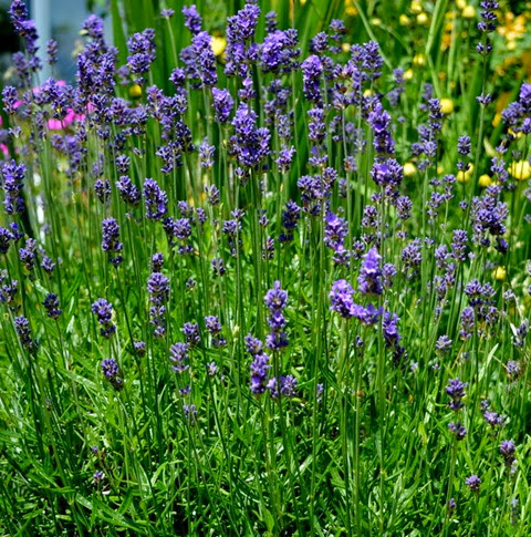 lavender - hidcote