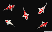 Koi Fish Wallpaper - HD Wallpapers