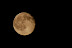 Natura :: DSC_1828_crop100.jpg