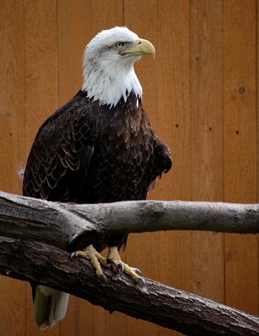 [aviary542.jpg]