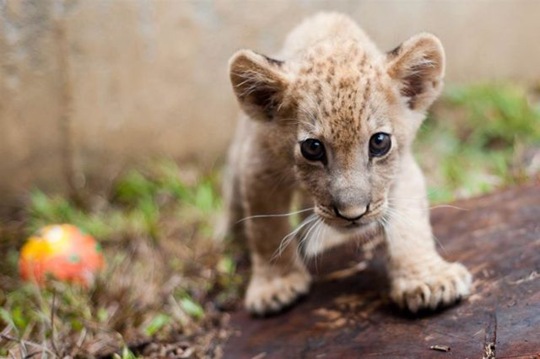 [funny-animals-cute-30%255B2%255D.jpg]