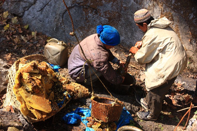 طريق جمع  العسل في النيبال Honey-hunters-nepal-37%5B4%5D