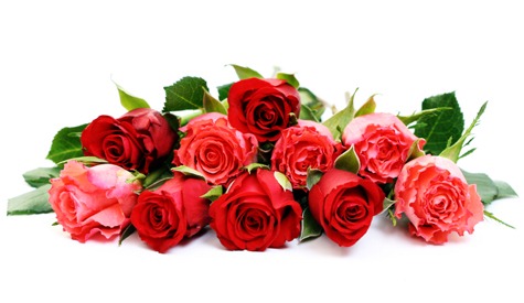 [flowers%255B5%255D.jpg]
