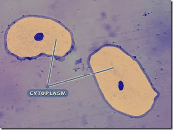 sitoplasma-bakteri1
