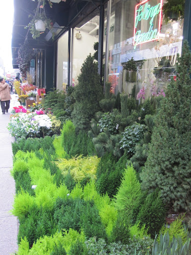 There is a wide selection of greenery set up outside of the store.