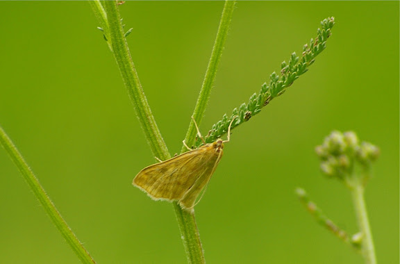 Crambidae : Pyraustinae : Microstega pandalis (HÜBNER, 1825). Les Hautes-Lisières (Rouvres, 28), 19 juin 2011. Photo : J.-M. Gayman