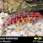 Serranus_baldwini.jpg