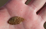 baby flounder