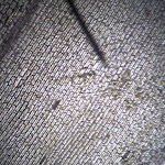 elodea01.jpg
