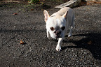 Oh goody!  It's a squirrel!  Later Martha - we need to chase!