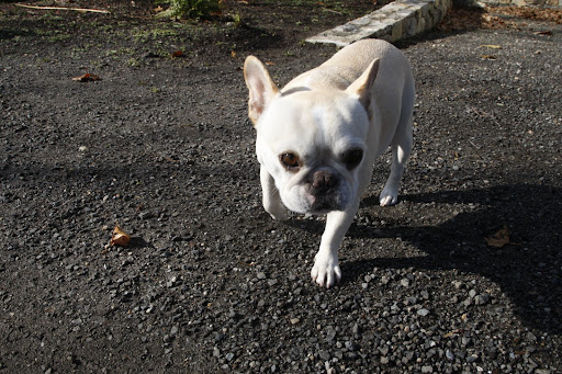 Oh goody!  It's a squirrel!  Later Martha - we need to chase!