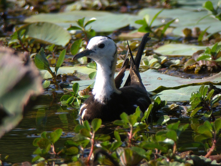[Jacana-ad3.jpg]