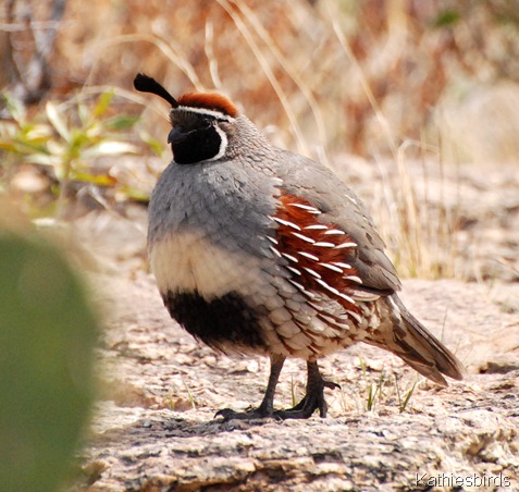 5. Gambel's Quail-kab