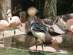 Some sort of exotic turkey thing at the flamingo habitat at the Flamingo.