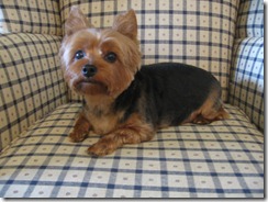 Grooming before and afters 018