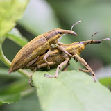 Čapkova strž - fauna