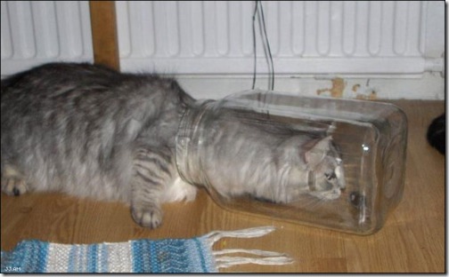strange-cats-expain-that-enhanced-buzz-5014-1334168580-54