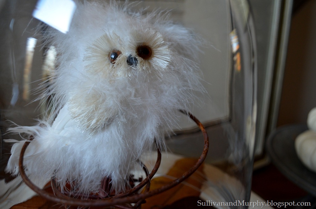 [snowy%2520owl%2520under%2520glass%255B4%255D.jpg]
