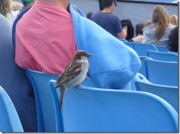 sparrow sparrow