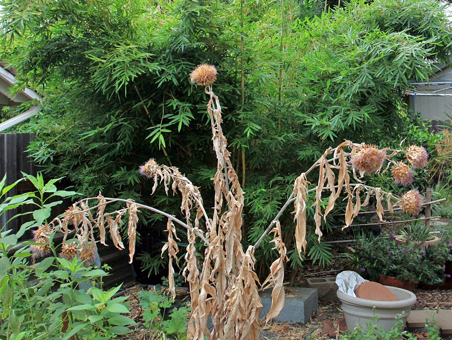 [120901_Cynara-cardunculus_02%255B7%255D.jpg]