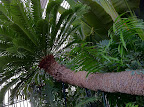 Nov 15 - Ancient Pot Plant, Kew Gardens