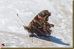  Hoary Comma - Polygonia gracilis,