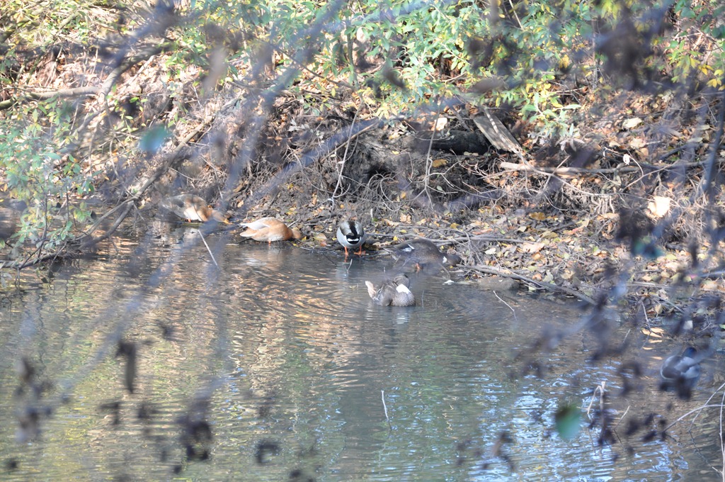 [DSC_1801%255B7%255D.jpg]