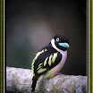 Broadbill2.jpg