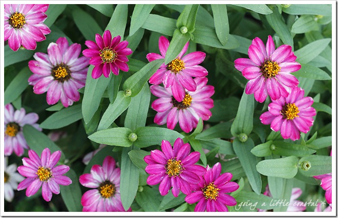 zinnia 4_edited-1