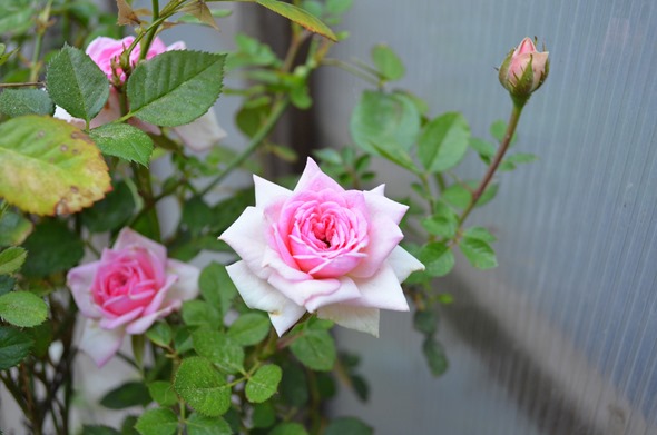 DSC_0001 DSC_0001