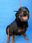MILKA
Adulta en recuperación de cirugía ortopédica, muy cariñosa con las personas y no convive con animales. Lista para ser adoptada con alquien que le procure sus terapias.