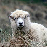 Sheep In The Sand at Papnui Beach - Otago Peninsula, New Zealand