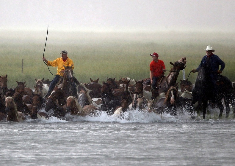 chincoteague-pony-swim-4