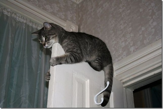 PUBLISHED by catsmob.com